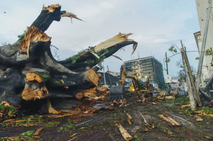 Centuries-old cotton tree, a national symbol for decades, felled by storm in Sierra Leone