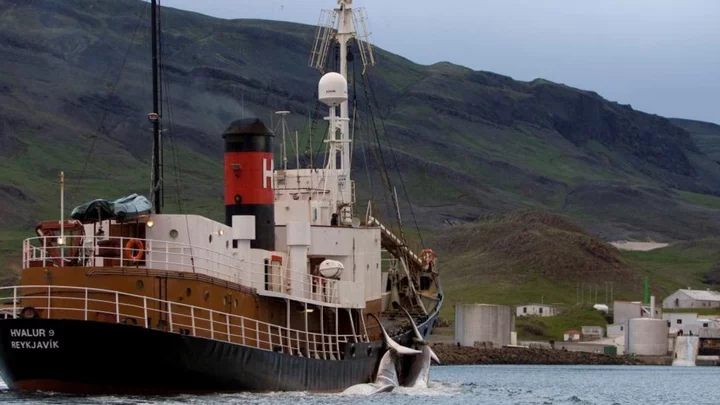 Whale hunting resumes in Iceland under strict rules
