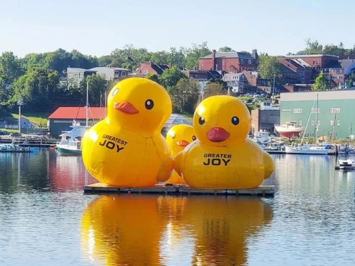 How did those get there? Giant inflatable ducks return to Belfast Harbor in Maine for a third year