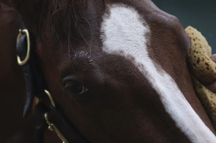 Preakness favorite Mage gets stitches for cut above eye, good to run in Triple Crown race