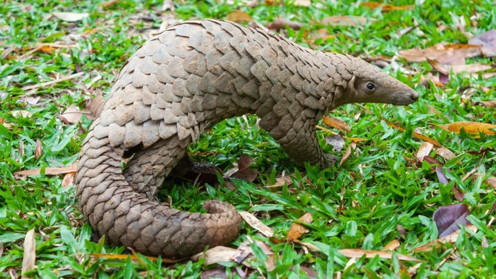 Nigeria burns $1.4m worth of pangolin scales in anti-trafficking stand