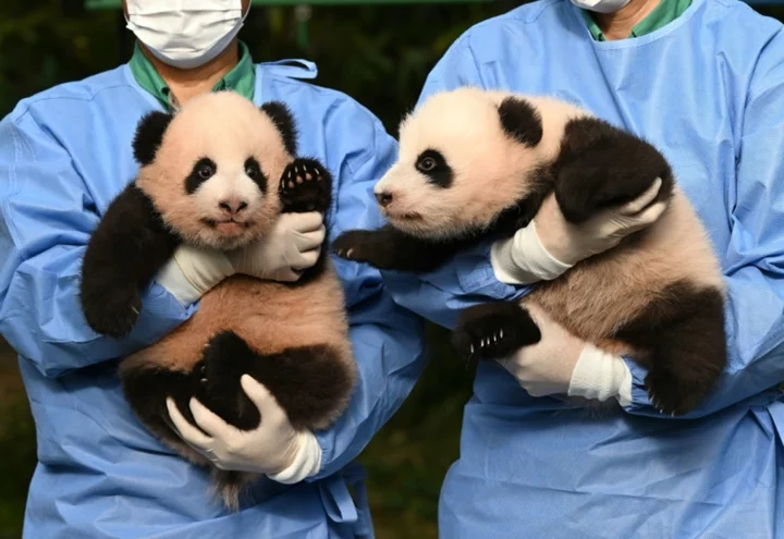 'Cuter in real life': South Korea names its twin panda 'treasures'