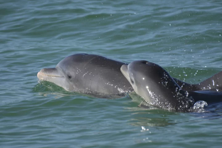 Dolphin moms use baby talk to call to their young, recordings show