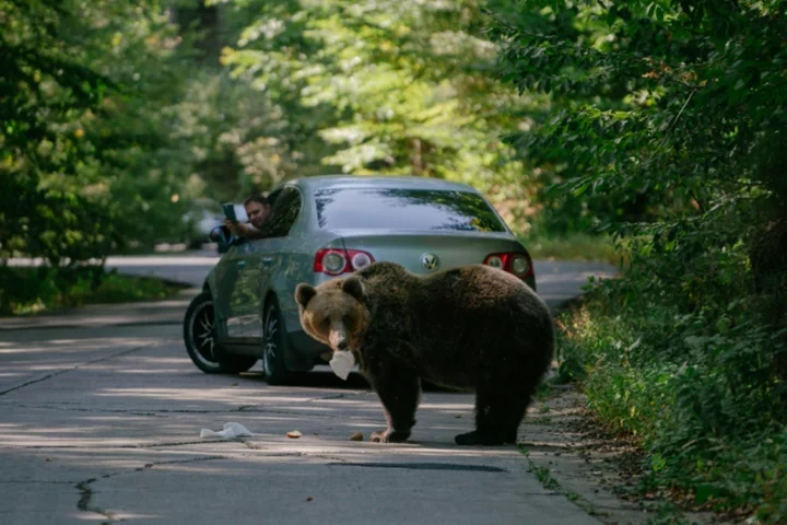 Keep or cull? Romania divided over its bear population